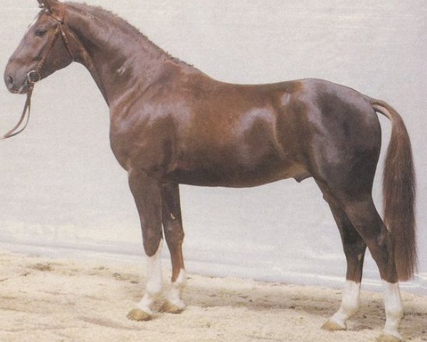 stallion Grafenburg (Hanoverian, 1983, from Grossfuerst)