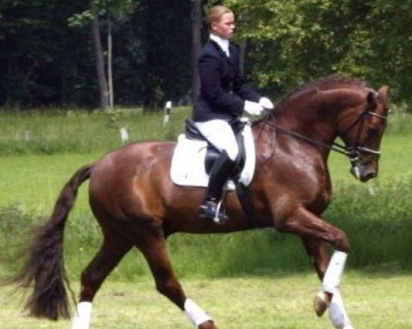 stallion Rhodes Scholar (Hanoverian, 1997, from Rohdiamant)
