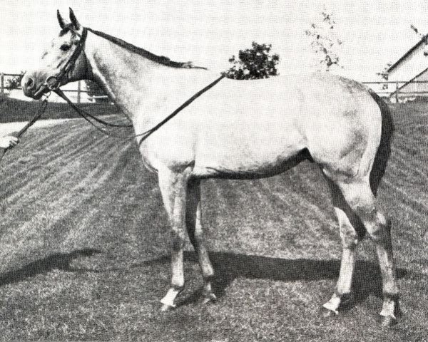 stallion Dragonara Palace xx (Thoroughbred, 1971, from Young Emperor xx)