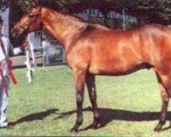 stallion Euphemism xx (Thoroughbred, 1983, from Henbit xx)