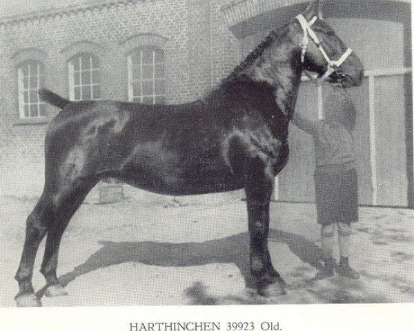 Zuchtstute Harthinchen (Oldenburger, 1926, von Bluecher 3401)
