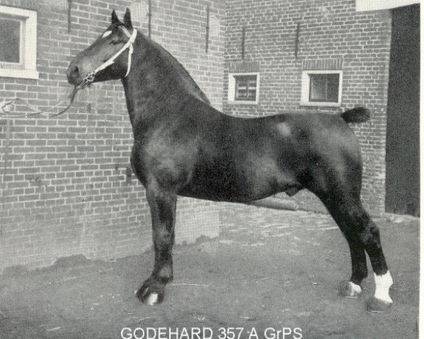 stallion Godehard (Oldenburg, 1932, from Goltz 3460)