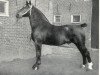 stallion Godehard (Oldenburg, 1932, from Goltz 3460)