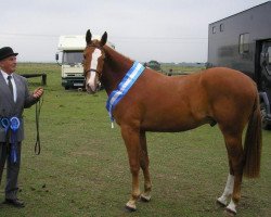 horse Beseeka Flash Gordon (British Sport Horse, 2007, from Tabasco van Erpekom)