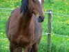 dressage horse Max (Little German Riding Horse,  )