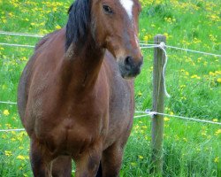 dressage horse Max (Little German Riding Horse,  )