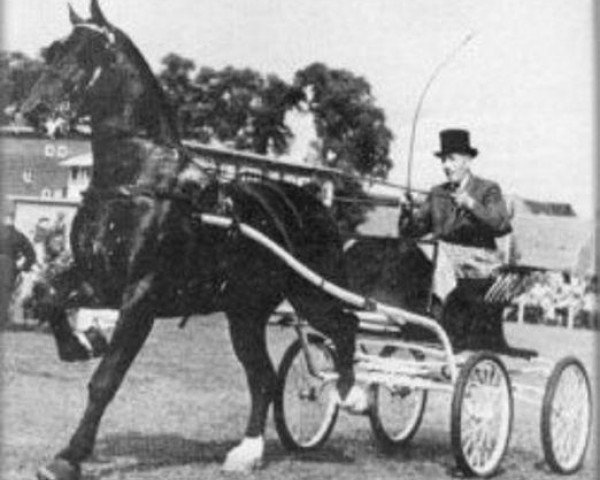 stallion Commandeur (Dutch Warmblood, 1946, from Zonnevorst)