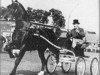 stallion Commandeur (KWPN (Royal Dutch Sporthorse), 1946, from Zonnevorst)