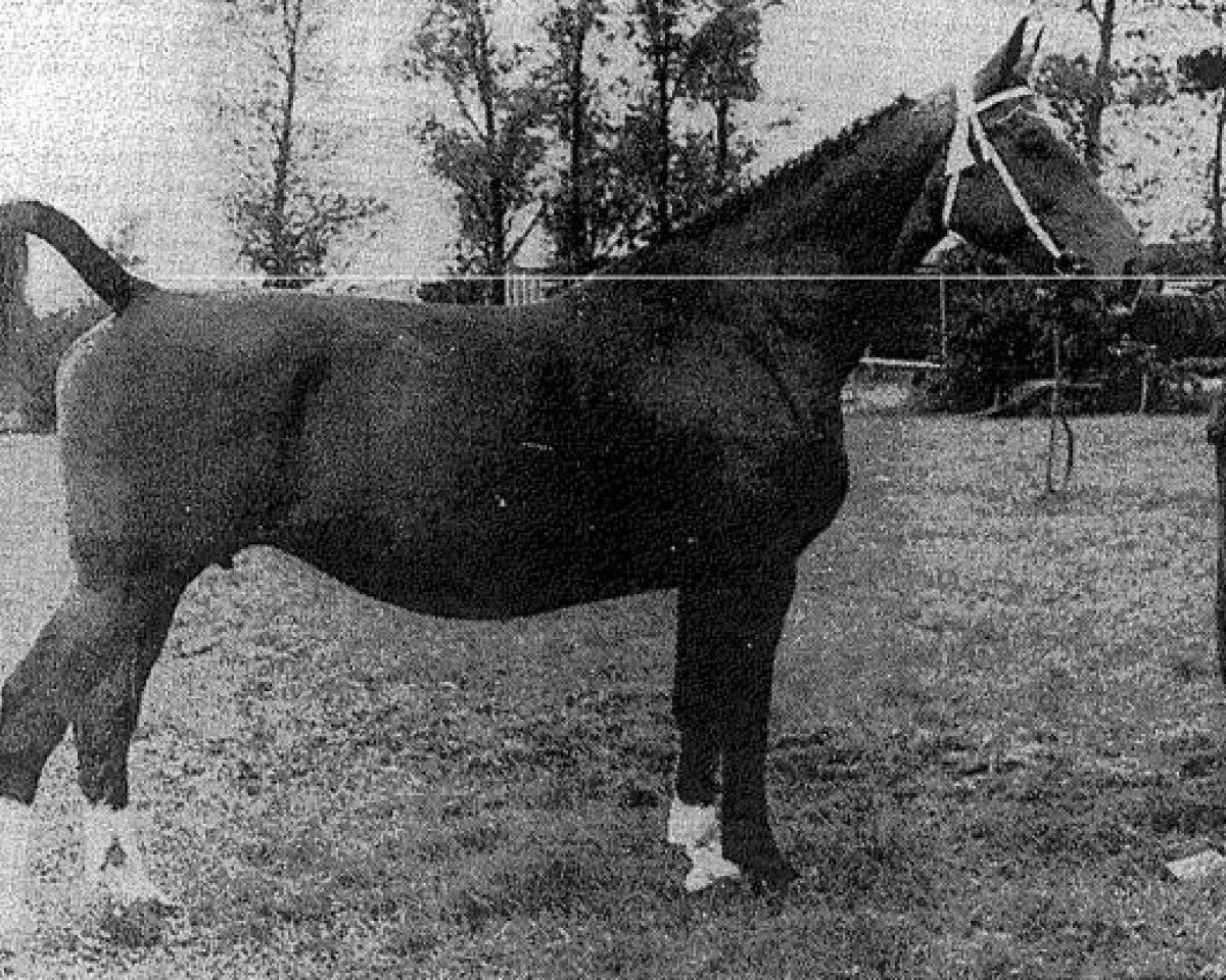 broodmare Yranta (KWPN (Royal Dutch Sporthorse), 1954, from Commandeur)