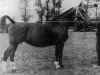 broodmare Yranta (KWPN (Royal Dutch Sporthorse), 1954, from Commandeur)