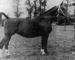 broodmare Yranta (KWPN (Royal Dutch Sporthorse), 1954, from Commandeur)