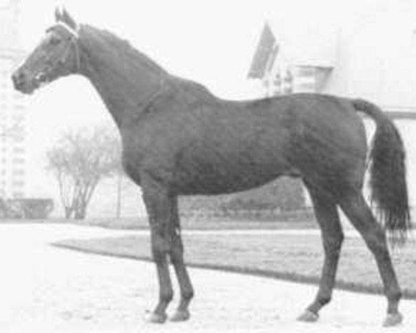stallion Tamersale xx (Thoroughbred, 1970, from Tamerlane xx)