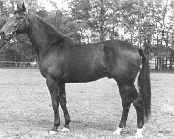 stallion Statuar (Selle Français, 1976, from Tamersale xx)