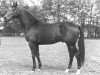 stallion Statuar (Selle Français, 1976, from Tamersale xx)