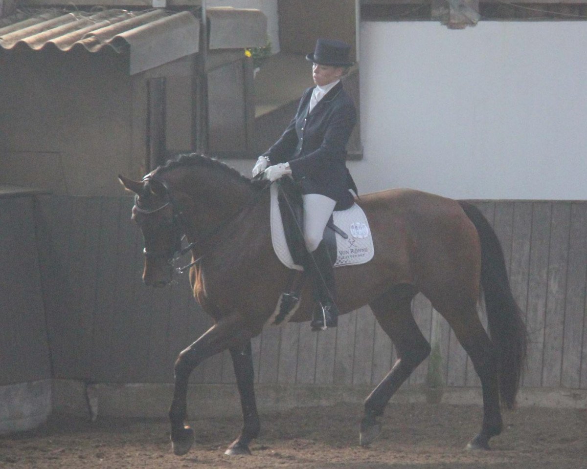 Zuchtstute Quebella (Holsteiner, 2002, von Querida 35)