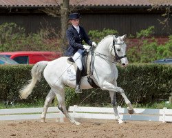 dressage horse Rascal 96 (Hanoverian, 2001, from Rotspon)