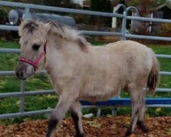 horse Merida (Fjord Horse, 2021, from Turbo Romeo N.2573)