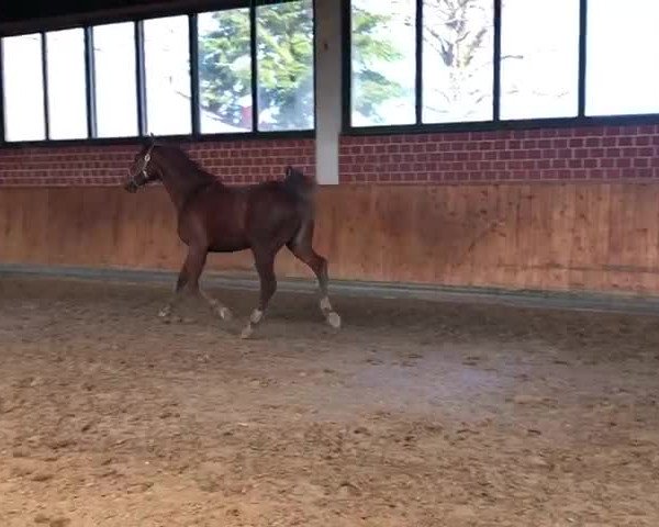 Video of Quantayi (Tigger)
