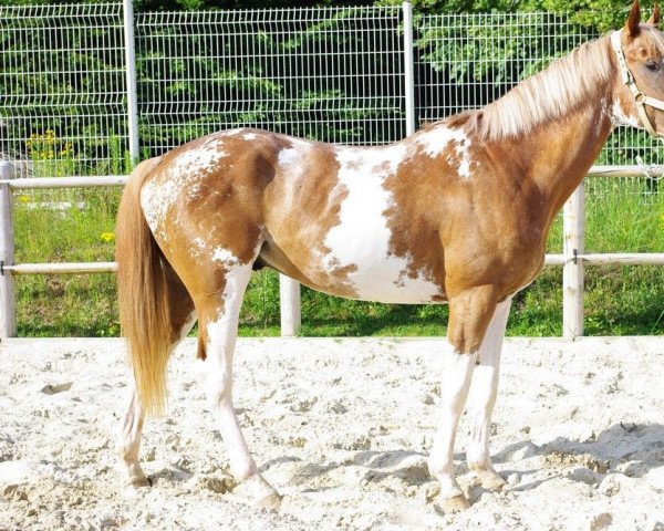 stallion Color Notch Up xx (Thoroughbred, 2007, from Paint the Cat xx)