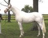 stallion Pure White Gold xx (Thoroughbred, 2002, from Billionair xx)