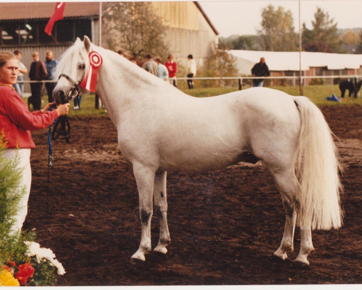 stallion Chirko (Welsh-Cob (Sek. C), 1976, from Chirk Ceiniad)