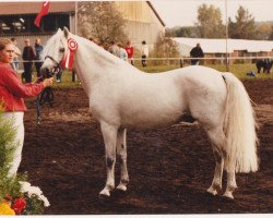 Deckhengst Chirko (Rheinländer, 1976, von Chirk Ceiniad)