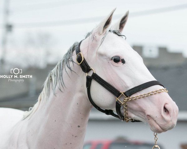 horse Lake Barkley xx (Thoroughbred, 2015, from El Romeo xx)