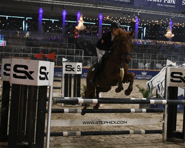 jumper Nalon (German Riding Pony, 2006, from Nordstern's Samber)