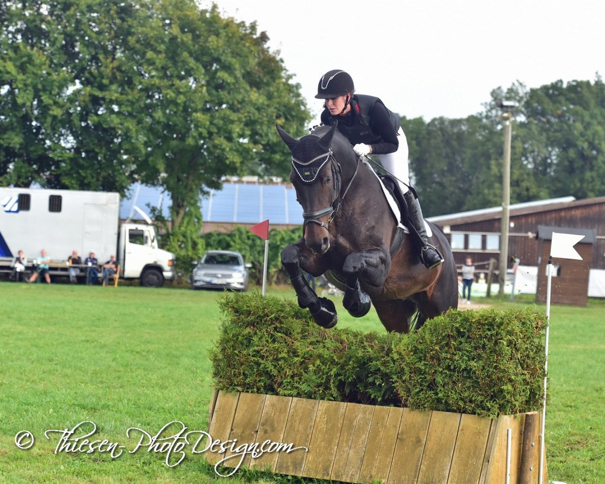 jumper Quickstep 25 (Oldenburg, 2001, from Quincy Z)