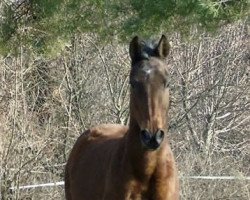 broodmare Glorissima xx (Thoroughbred, 1992, from Second Set xx)