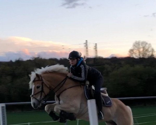 eventing horse Atze 41 (Haflinger, 2009, from Alfonso RH)