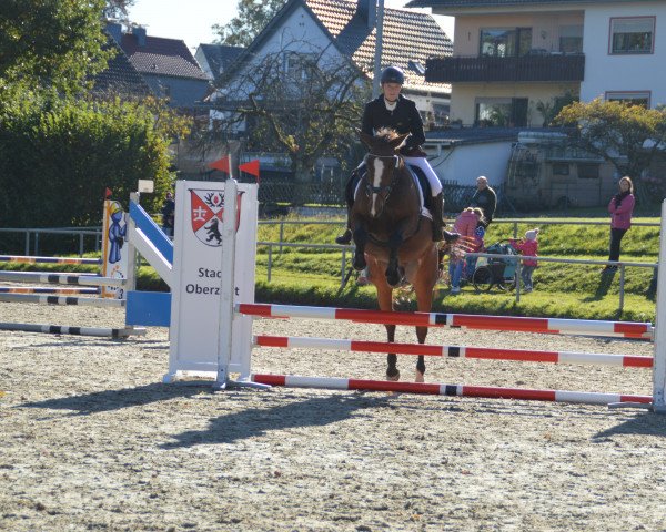 jumper Great Ellie (German Sport Horse, 2014, from Galant de Semilly 2)