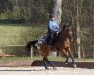 jumper Lennox (Little German Riding Horse, 2011, from Lord Quidam)