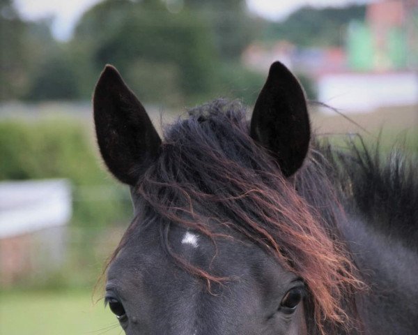 dressage horse Dropje's Darco (German Riding Pony, 2020, from Dropje voor Dropje)