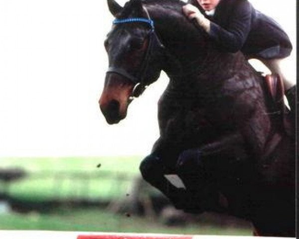 Deckhengst Renkum Arturo (KWPN (Niederländisches Warmblut), 1982, von Statuar)