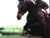 stallion Renkum Arturo (KWPN (Royal Dutch Sporthorse), 1982, from Statuar)