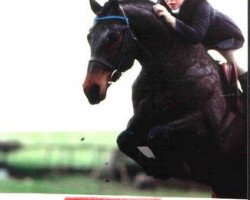 stallion Renkum Arturo (KWPN (Royal Dutch Sporthorse), 1982, from Statuar)