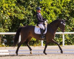 broodmare Isola Musica (Trakehner, 2010, from Monteverdi)