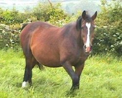 broodmare Renkum Woudina (KWPN (Royal Dutch Sporthorse), 1980, from Nimmerdor)