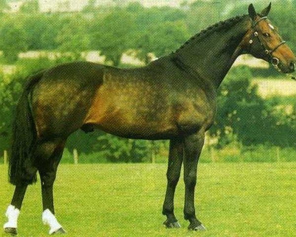stallion Renkum Englishman (anglo european sporthorse, 1986, from Renkum Arturo)