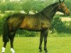 Deckhengst Renkum Englishman (Anglo Europäisches Sportpferd, 1986, von Renkum Arturo)