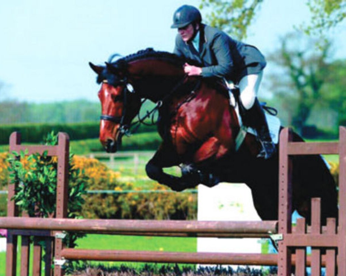 stallion Tabasco van Erpekom (Belgian Warmblood, 1996, from Darco)