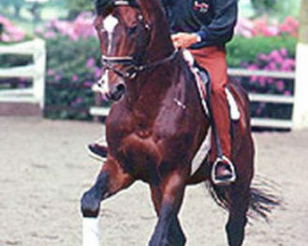 stallion Pik Ramiro (Hanoverian, 1981, from Pik Bube I)