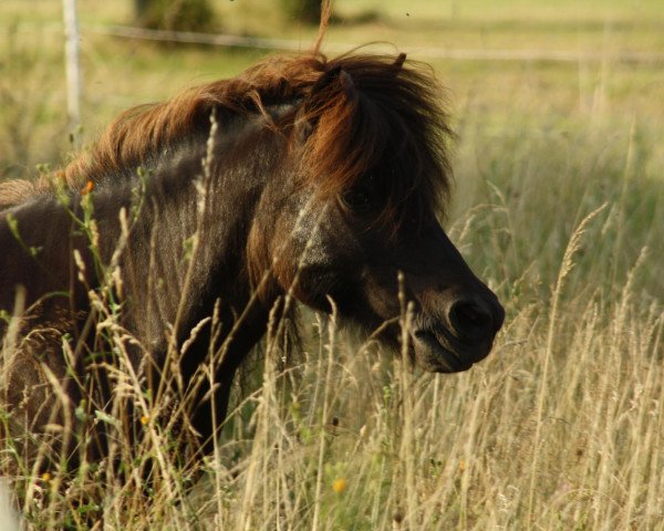 broodmare Flamingo (German Classic Pony, 1995, from Pierre vom Talhof)