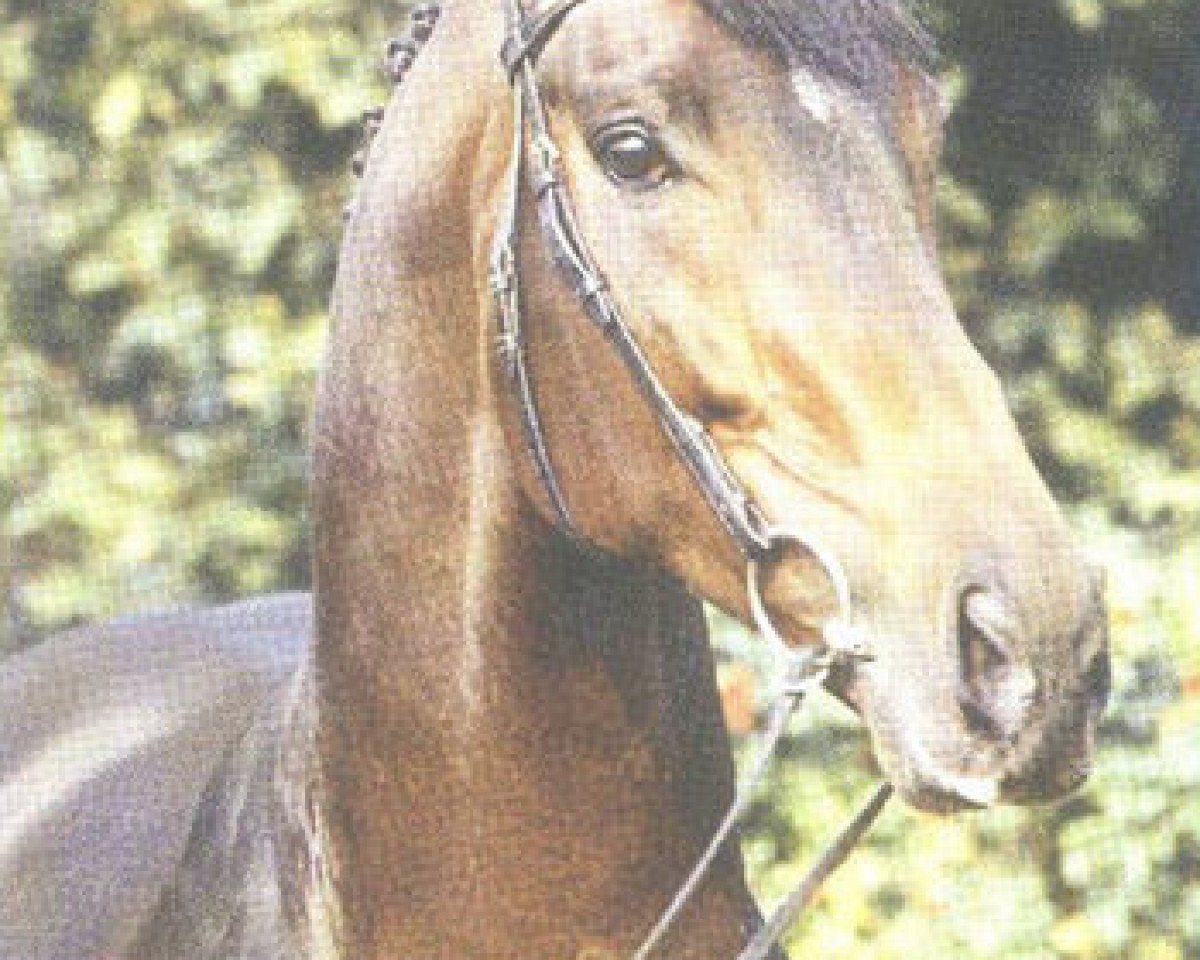 stallion Vif-Argent xx (Thoroughbred, 1983, from Horst-Herbert xx)