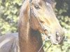 stallion Vif-Argent xx (Thoroughbred, 1983, from Horst-Herbert xx)