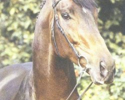 stallion Vif-Argent xx (Thoroughbred, 1983, from Horst-Herbert xx)