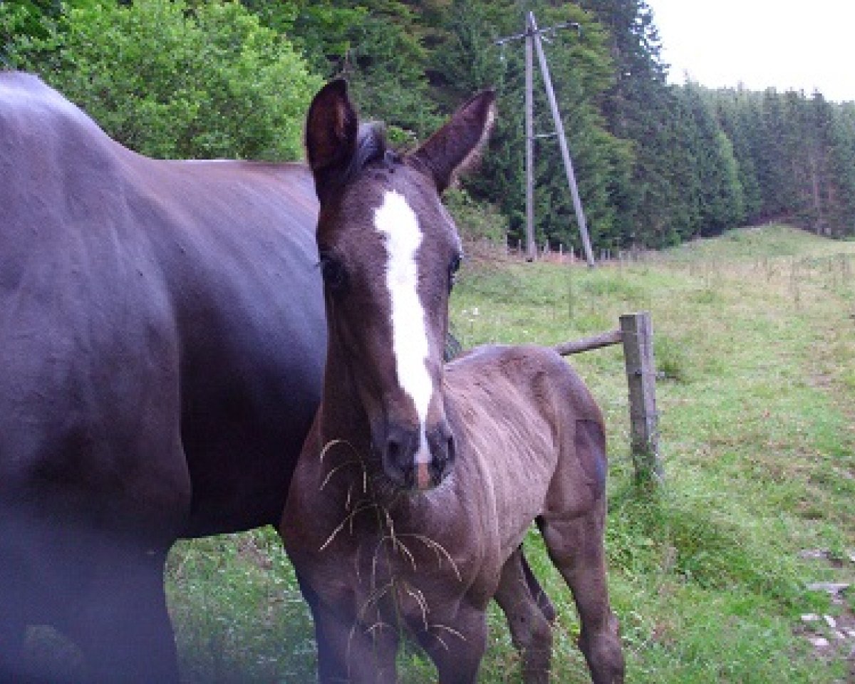 stallion Sir Romance (Westphalian, 2013, from Sir Fidergold)
