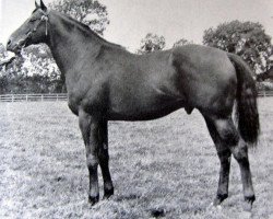 stallion Current Coin xx (Thoroughbred, 1963, from Hook Money xx)