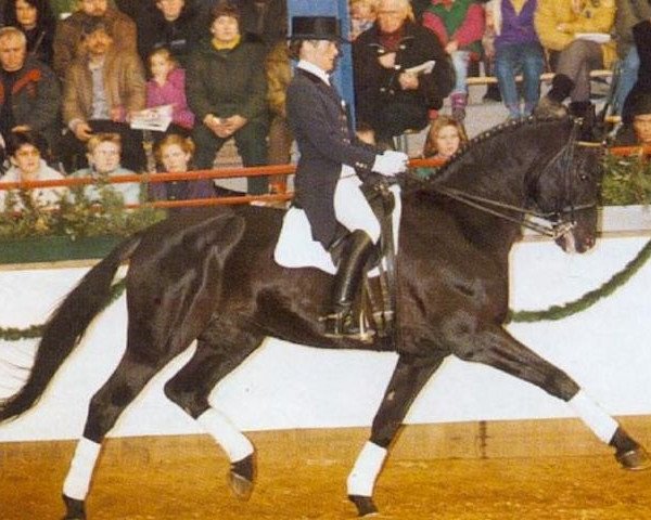 Pferd Dressman (Hannoveraner, 1983, von Delano)